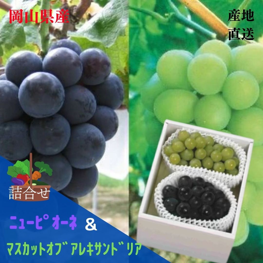 ★予約販売★【産直品】お中元【送料無料 】「岡山特産」 マスカットオブアレキサンドリア(1房)とニューピオーネ(1房)詰合せ　御祝　御礼　御供　誕生日　お見舞　贈答用　プレゼント　御中元岡山県で140周年(2026年)を迎える【送料無料 ※北海道沖縄送料1,500円】