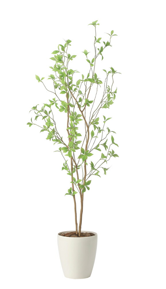 楽天市場】光触媒 光の楽園 クロモジ1.6 インテリア フェイクグリーン