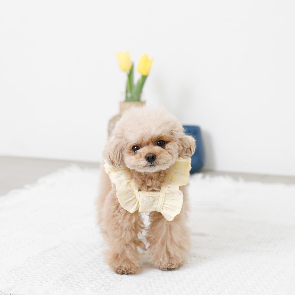 Moncheri モンシェリ おしゃれ かわいい チワワ トイプードル ドッグウェア ブランド ワンピース 中型犬 人気 夏服 小型犬 犬 毎日がバーゲンセール 犬