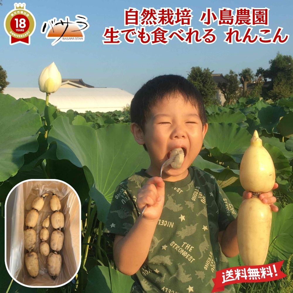 【 自然栽培 小島農園 有機 れんこん 2ｋｇ～6ｋｇ】「 ギフト 送料無料 れんこん レンコン 蓮根 ギフト 野菜 農薬化学肥料不使用 贈答品 動物性堆肥不使用 野菜 お歳暮 お歳暮 内祝 料理 自家製 レンコンチップス 天ぷら 」特別農法 茨城県産 直送