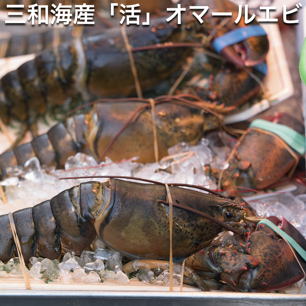 楽天市場 あす楽対応 即納 三重県 活ニシキエビ 750g 1尾 漁師直送 律丸 贈答用のし無料対応 錦海老 錦エビ ニシキエビ エビ えび 楽ギフ のし宛書 楽ギフ メッセ入力 律丸 りつまる