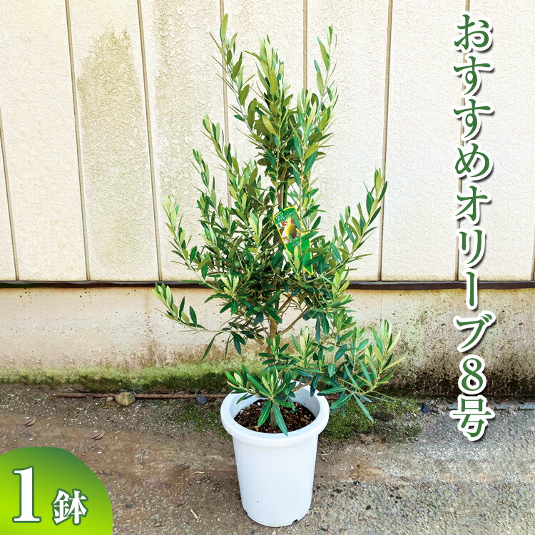 おすすめオリーブ8号 ※離島への配送不可| 観葉植物 植物 グリーン オリーブの木 室内 苗 鉢植え シンボルツリー ギフト 贈答 贈り物 プレゼント お中元 お歳暮 直送 農家直送 茨城県 古河市 送料無料 お祝 記念日 ご褒美 景品 樹 樹木 _BZ12【WS】｜栃木のタウン誌厳選 もんみや通販