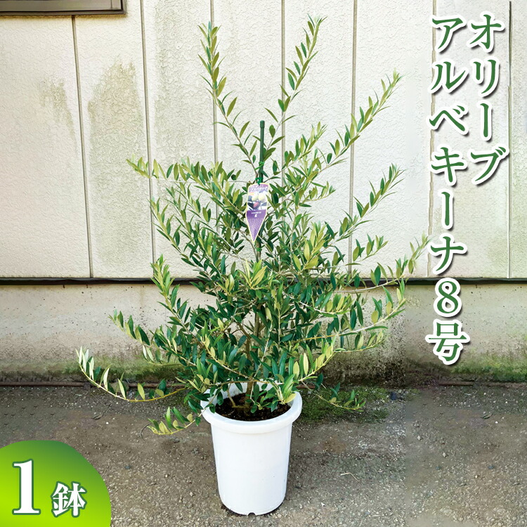 オリーブ アルベキーナ8号 ※離島への配送不可| 観葉植物 植物 グリーン オリーブの木 アルベキーナ 室内 苗 鉢植え シンボルツリー ギフト 贈答 贈り物 プレゼント お中元 お歳暮 直送 農家直送 茨城県 古河市 送料無料 お祝 ご褒美 記念日 景品 _BZ13【WS】