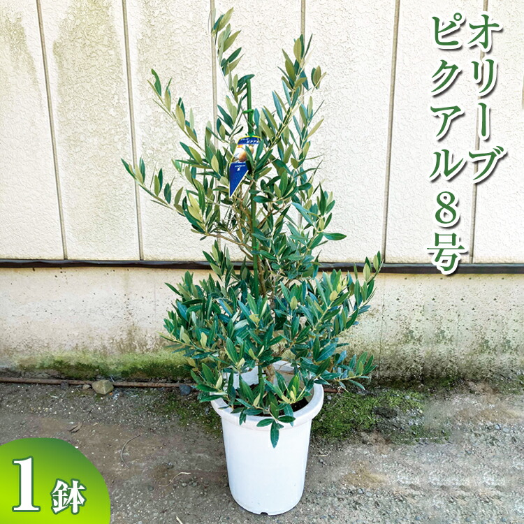 楽天市場】グレビレア・スパーブ8号鉢（同梱不可商品）グレビレア