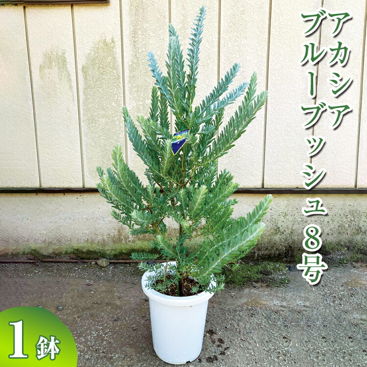 ミモザアカシア　プルプレア　樽型鉢植え　苗　シンボルツリー アカシア「ブルーブッシュ」6号鉢 ミモザ 苗木 苗 花壇 シンボル