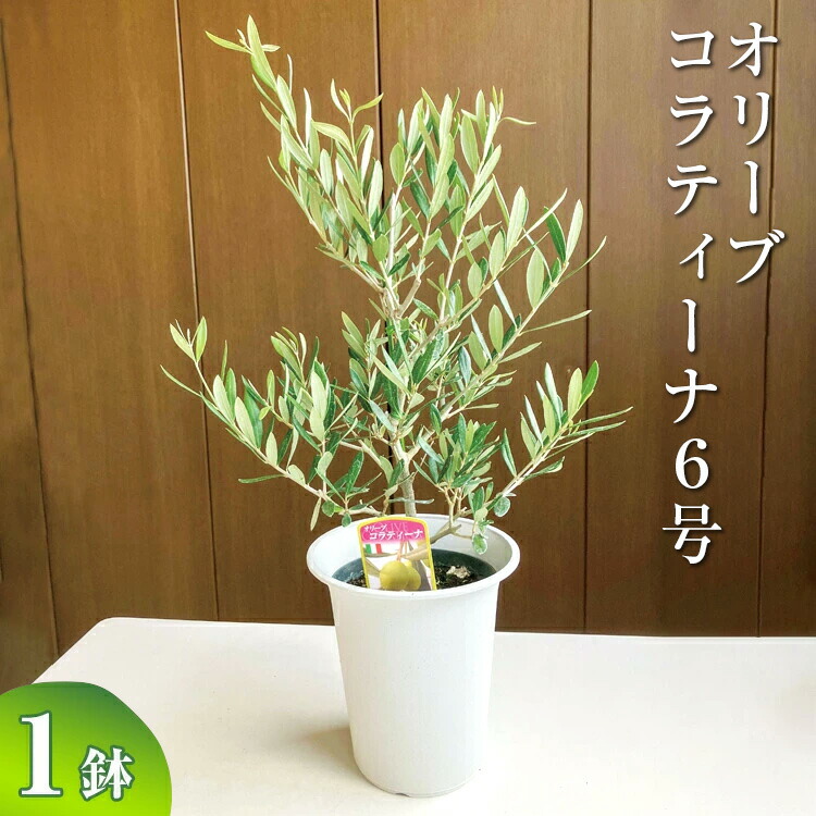 楽天市場】グレビレア・スパーブ8号鉢（同梱不可商品