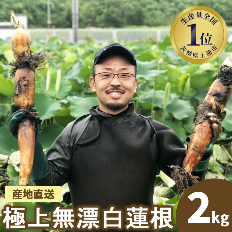 楽天市場】[山口farm] れんこん 茨城県産 Big れんこん 珠美 2kg