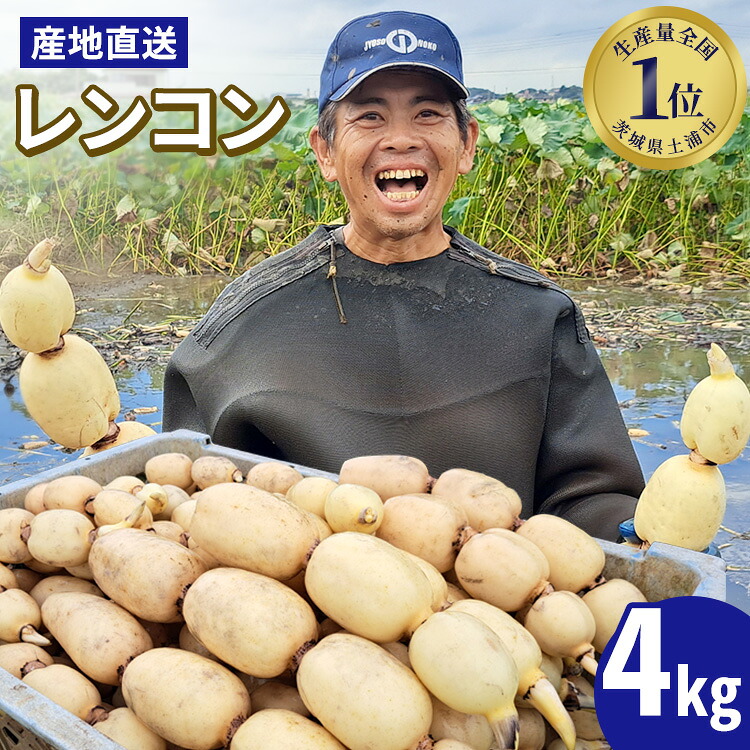 レンコン 4kg　収穫仕立て 産地直送 れんこん 蓮根 蓮 甘み シャキシャキ 茨城県 土浦市産【WS】