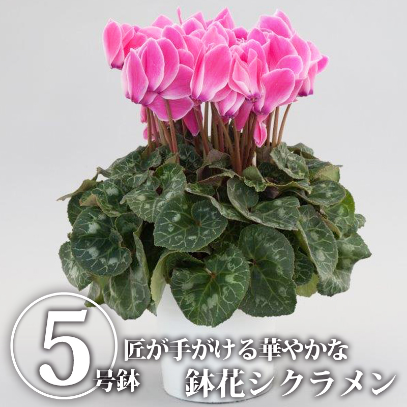 楽天市場 送料無料 シクラメン5号鉢 鉢植え 鉢花 花 華 はな 季節の花 イッセイ花園 国産 栃木県産 Tsm 栃木のタウン誌厳選 もんみや通販