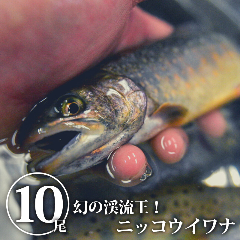 楽天市場 産地直送 生きたまま発送 川魚の女王岩魚 イワナ いわな 鮮魚 養殖 塩焼きに最適 おためしの10匹 送料無料 熊人楽天市場店