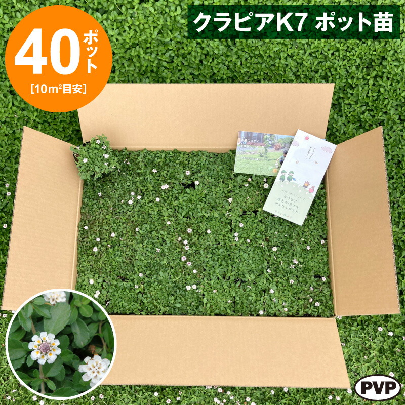 クラピアK7 ポット苗 40個セット 送料無料 苗 花木 ポット苗【WS】|栃木のタウン誌厳選 もんみや通販