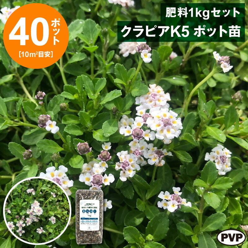 クラピアK5　ポット苗40個＋肥料1kgセット　送料無料 苗 花木 ポット苗【WS】｜栃木のタウン誌厳選 もんみや通販
