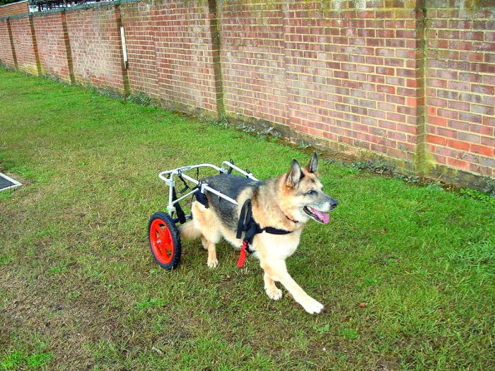 国内最安値 楽天市場 わんちゃん ねこちゃん用車椅子 歩行困難な愛犬 愛猫に自由を 介護 ケガなどのリハビリにも最適 Xl型 45kg以上 Good Thing グッドシング 半額品 Lexusoman Com 国内最安値 楽天市場 わんちゃん ねこちゃん用車椅子 歩行困難な愛犬 愛猫に自由を 介護 ケガなどのリハビリにも最適 Xl型 45kg以上 Good Thing グッドシング 半額品 Lexusoman Com