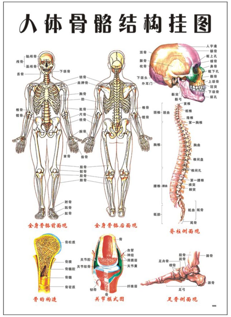 楽天市場 訳あり ポスター 人体骨格図 中国語表記 送料無料 モノッコ