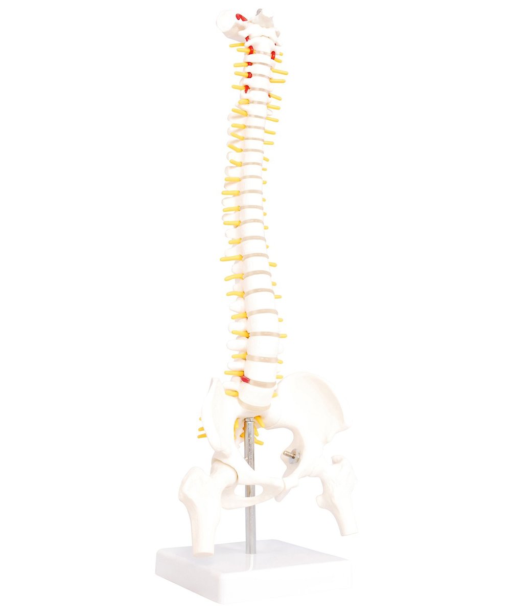 楽天市場】人体模型 脊椎骨盤模型 脊柱 脊髄 背骨 腰椎 模型 股関節 1