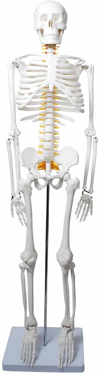 楽天市場 人体骨格模型 骨格標本 稼動 直立 スタンド 教材 85cm 1 2 モデル ホワイト 台座 四角 モノライフ 楽天市場店