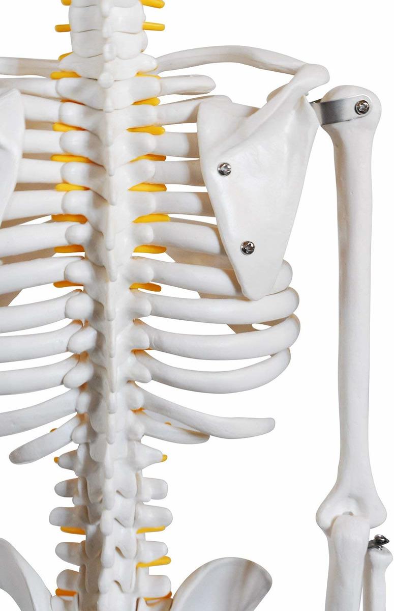 楽天市場 人体骨格模型 骨格標本 稼動 直立 スタンド 教材 85cm 1 2 モデル ホワイト 台座 四角 モノライフ 楽天市場店