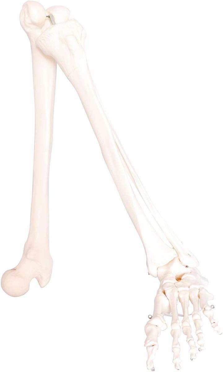 楽天市場 人体模型 下肢骨 大腿骨 脛骨 足骨 模型 等身大 86cm ワイヤーつなぎ モデル 左足 モノライフ 楽天市場店