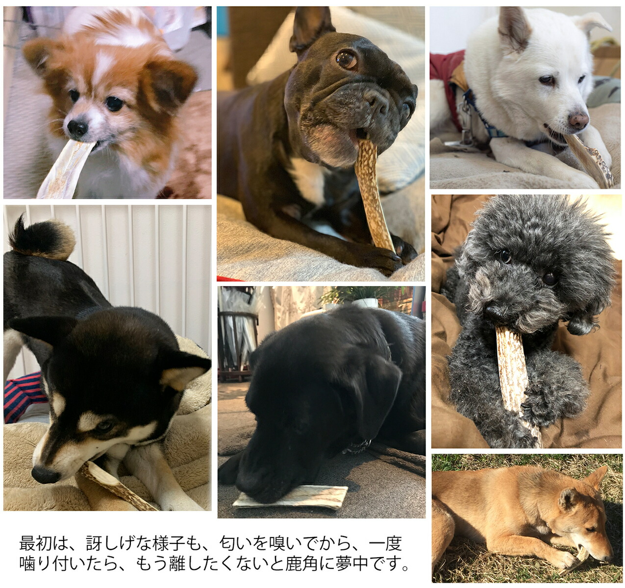 楽天市場 8cm 四つ割り 小型犬 鹿の角 ４半割り 犬 おもちゃ 無添加 おやつ エゾジカ 国産 鹿 角 ガム Monolife モノライフ 楽天市場店