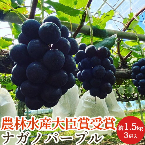 大粒特秀品シャインマスカット　山梨　ぶどう　産地直送 2026年発送分】 シャインマスカット 1.2kg 2 ~ 3房 おすすめ