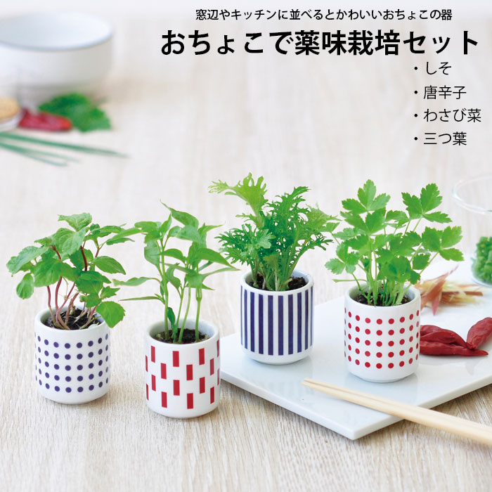 レビューを書けば送料当店負担 栽培セット 薬味 おちょこで薬味栽培セット わさび菜 しそ 三つ葉 唐辛子 おちょこ 和風 家庭菜園 食育 おしゃれ おうち時間 栽培 セット 栽培キット ガーデニング 食べられる 植物 観葉植物 自由研究 観察 プチギフト ギフト レビューを書けば送料当店負担 栽培セット 薬味 おちょこで薬味栽培セット わさび菜 しそ 三つ葉 唐辛子 おちょこ 和風 家庭菜園 食育 おしゃれ おうち時間 栽培 セット 栽培キット ガーデニング 食べられる 植物 観葉植物 自由研究 観察 プチギフト ギフト