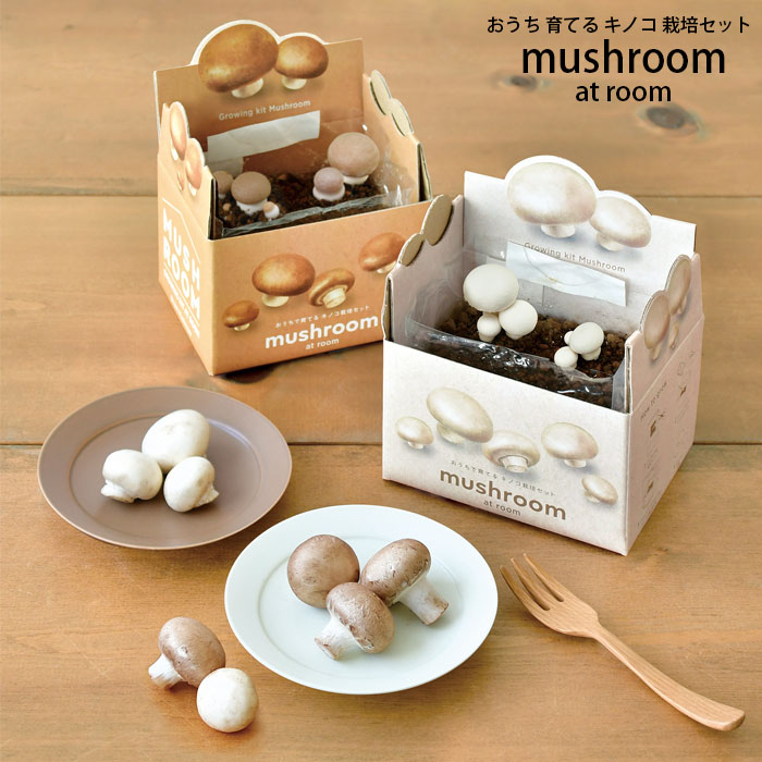 きのこ栽培キット 栽培セット 室内 マッシュルーム おうちでキノコ栽培セット キノコ 育てる ブラウンマッシュルーム ホワイトマッシュルーム 食べられる 家庭菜園 聖新陶芸 簡単 おうち時間 ガーデニング おしゃれ インテリア 観察 自由研究 舗