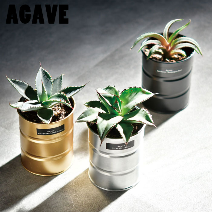 アガベ　塊根植物　育成セット(バラ売り不可) tacgd1018.jpg