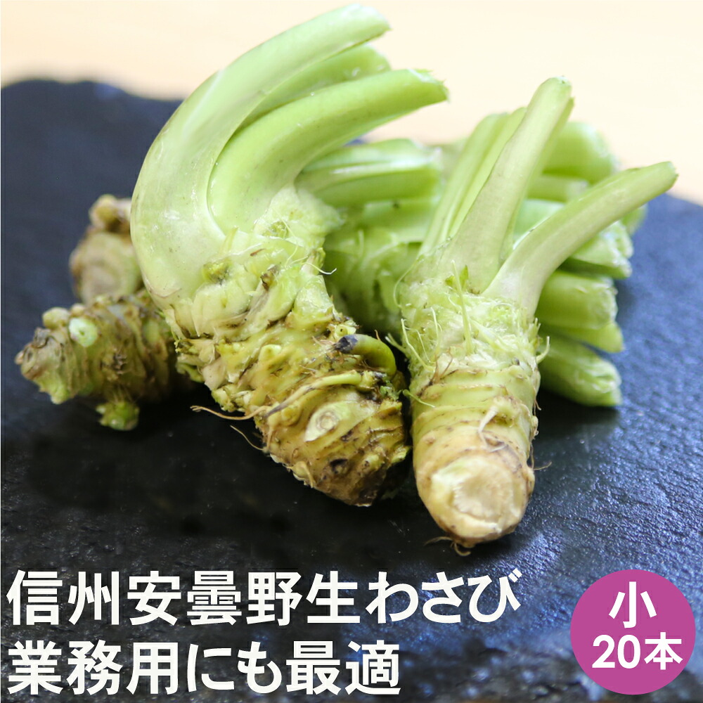 調味料 生わさび 小20本【送料無料】安曇野 わさび 業務用 安曇野産 信州