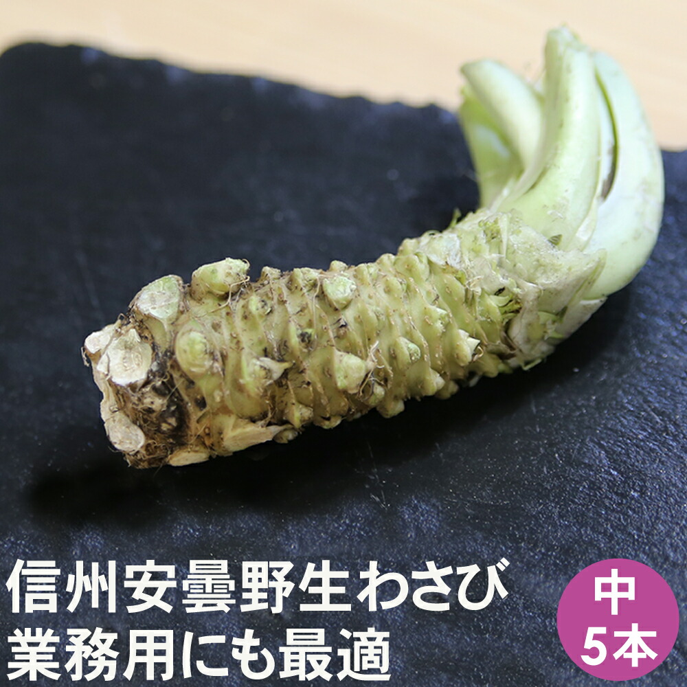 楽天市場】信州 安曇野産 生わさび 小の大サイズ 15本 【送料