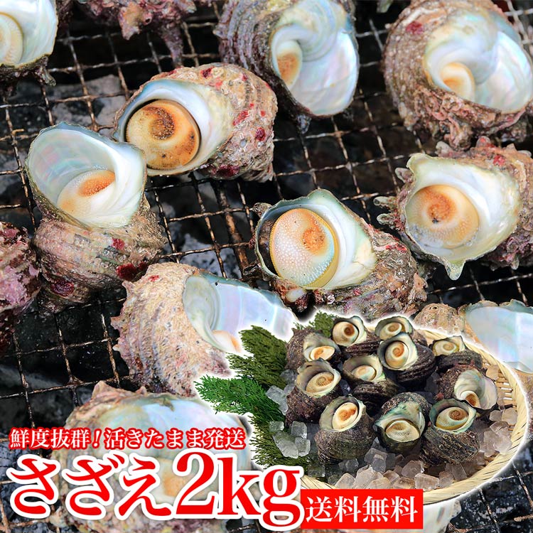 楽天市場 サザエ q用 2kg 16 26個 さざえ つぼ焼き 中サイズ 海鮮 魚介 バーベキュー 送料無料 同梱不可 冷蔵配送 お取り寄せグルメ 食の達人森源商店