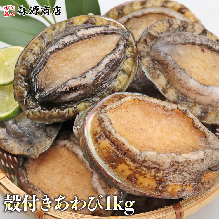 あわび 1kg 冷凍 12粒入 刺身 生食 鮑 アワビ お取り寄せ おせち ギフト えぞあわび 貝 蝦夷 殻付き 母の日 ギフト プレゼント