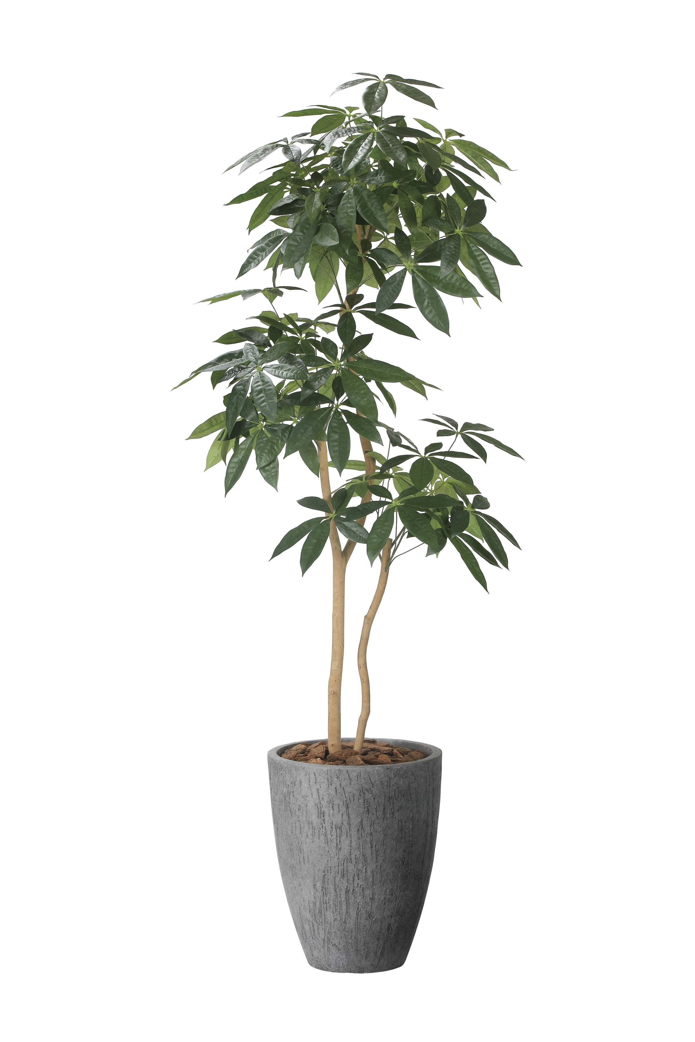 ナチュラルパキラ 1.8m 光触媒 フェイクグリーン 人工観葉植物 アートグリーン 消臭 抗菌 防汚 インテリアグリーン 室内装飾 店舗装飾 リビング オフィス 開店祝い 引っ越し祝い 癒しグリーン ストーンプランター付き おしゃれ