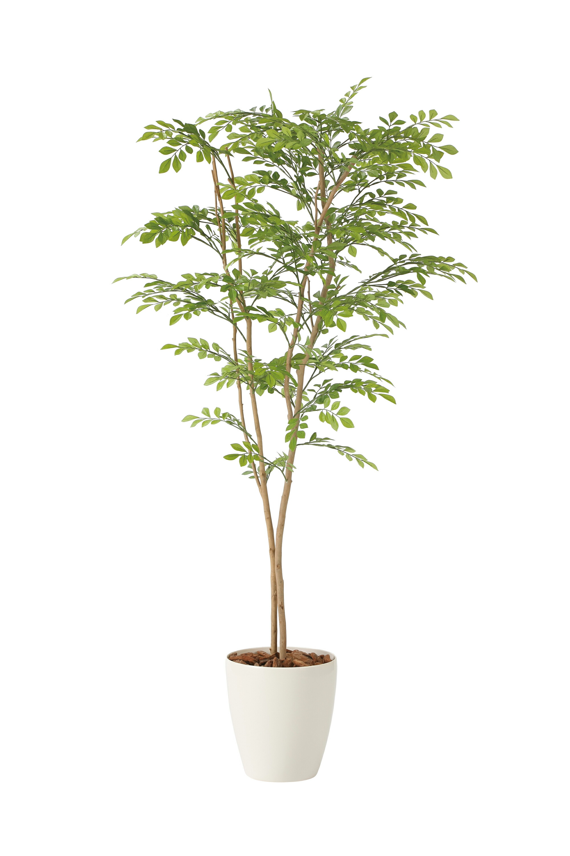 楽天市場】光触媒観葉植物 ライトトネリコ1.6 〔フロアタイプ