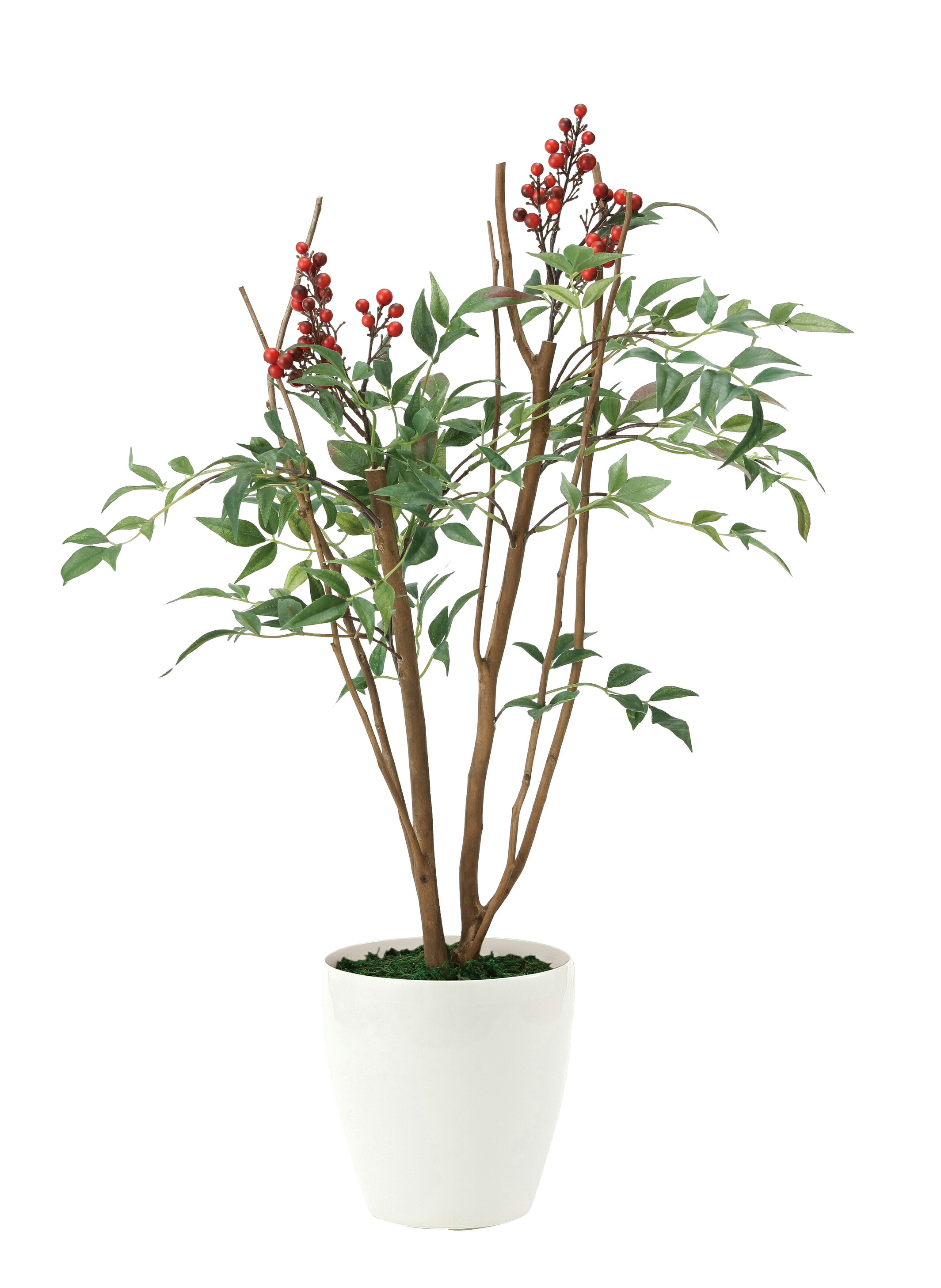 楽天市場】【スーパーSALE10％OFF】光触媒観葉植物 南天70 〔フロア