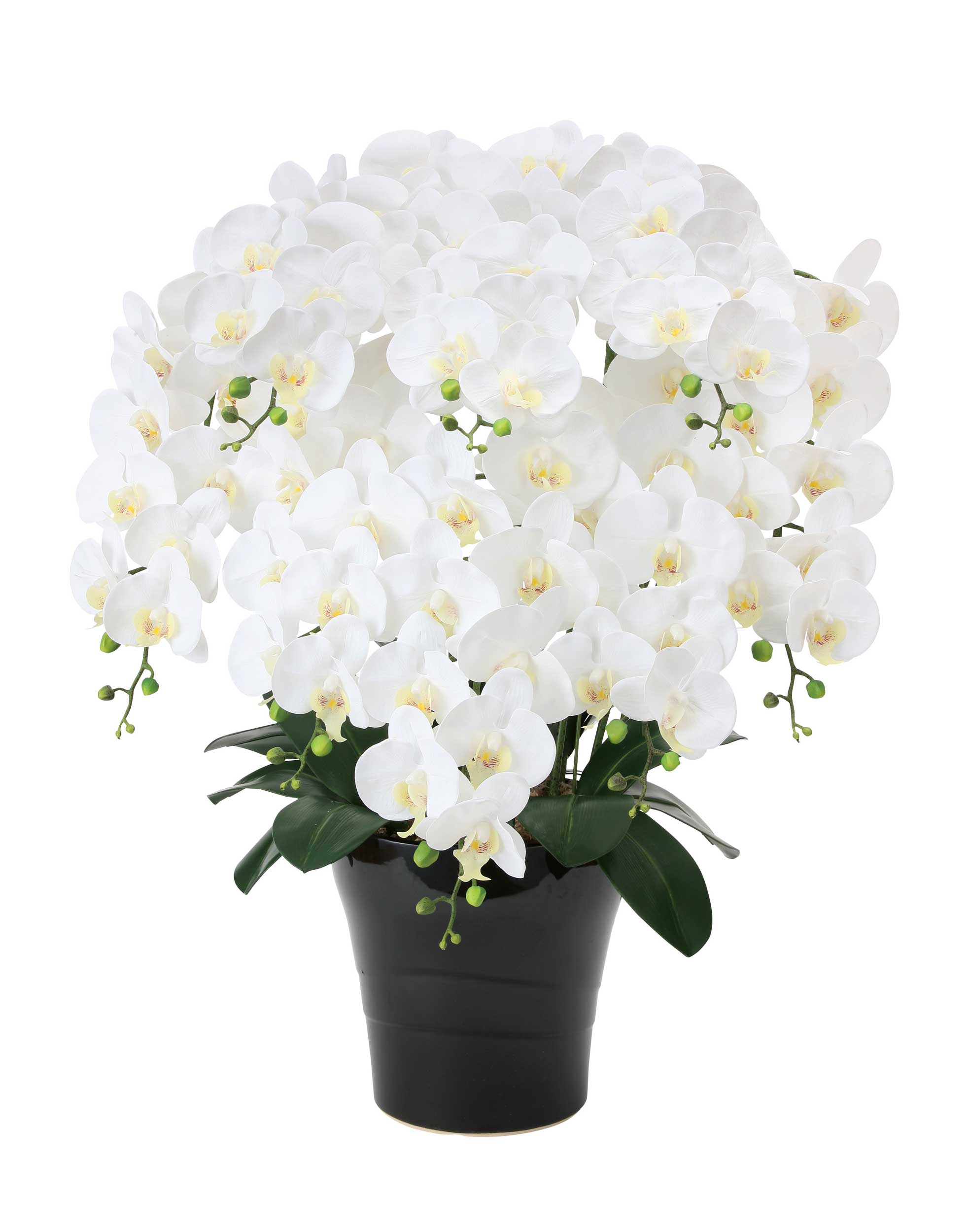 楽天市場】プレミアム胡蝶蘭5本立W 光触媒 造花 フェイクグリーン 人工