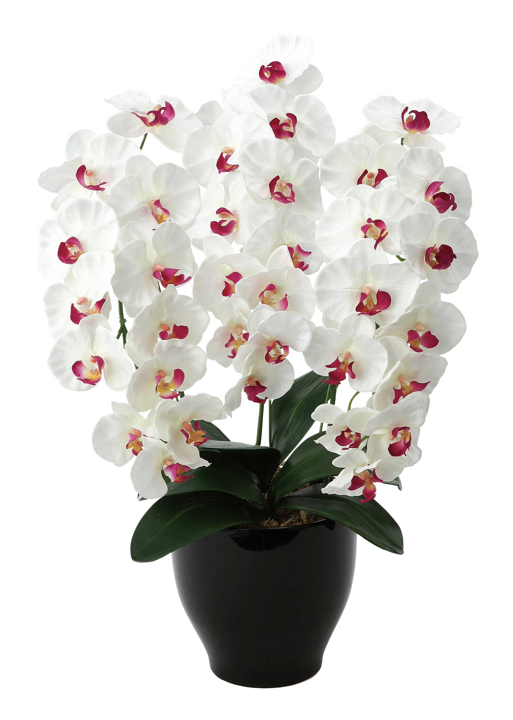 光触媒　人工観葉植物　フェイクグリーン　プレミアム胡蝶蘭5本立W 楽天市場】プレミアム胡蝶蘭5本立W 光触媒 造花 フェイクグリーン 人工