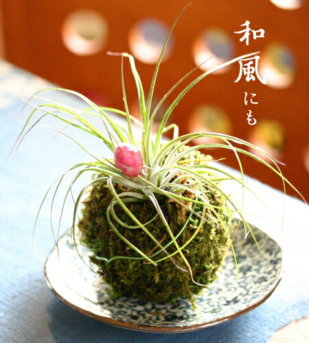 洋蘭原種 (943) 赤いキロスキスタ Chiloschista lunifera キロスキスタ