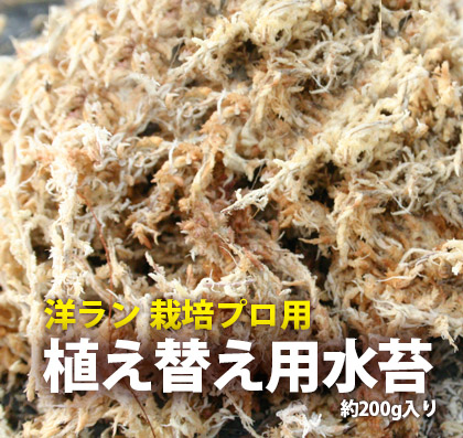 楽天市場 栽培資材 洋ラン 栽培プロ用 水苔 ミズコケ ミズゴケ Sphagnum Moss No寒 森水木のラン屋さん