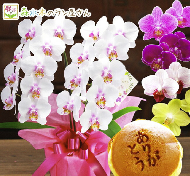 高嶺の花として知られ、長く咲き誇る胡蝶蘭と「ありがとう」の刻印付きどら焼きをセット