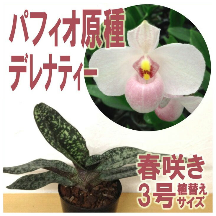 楽天市場】言葉にできない魅惑の花柄洋ランの苗『大輪胡蝶蘭 「ミキクラウン」【花咲く苗セット】』花 セット 花鉢5株限定で先祖返りの胡蝶蘭  オレンジも選べます洋ラン栽培セット 植え替え 説明書付き : 森水木のラン屋さん