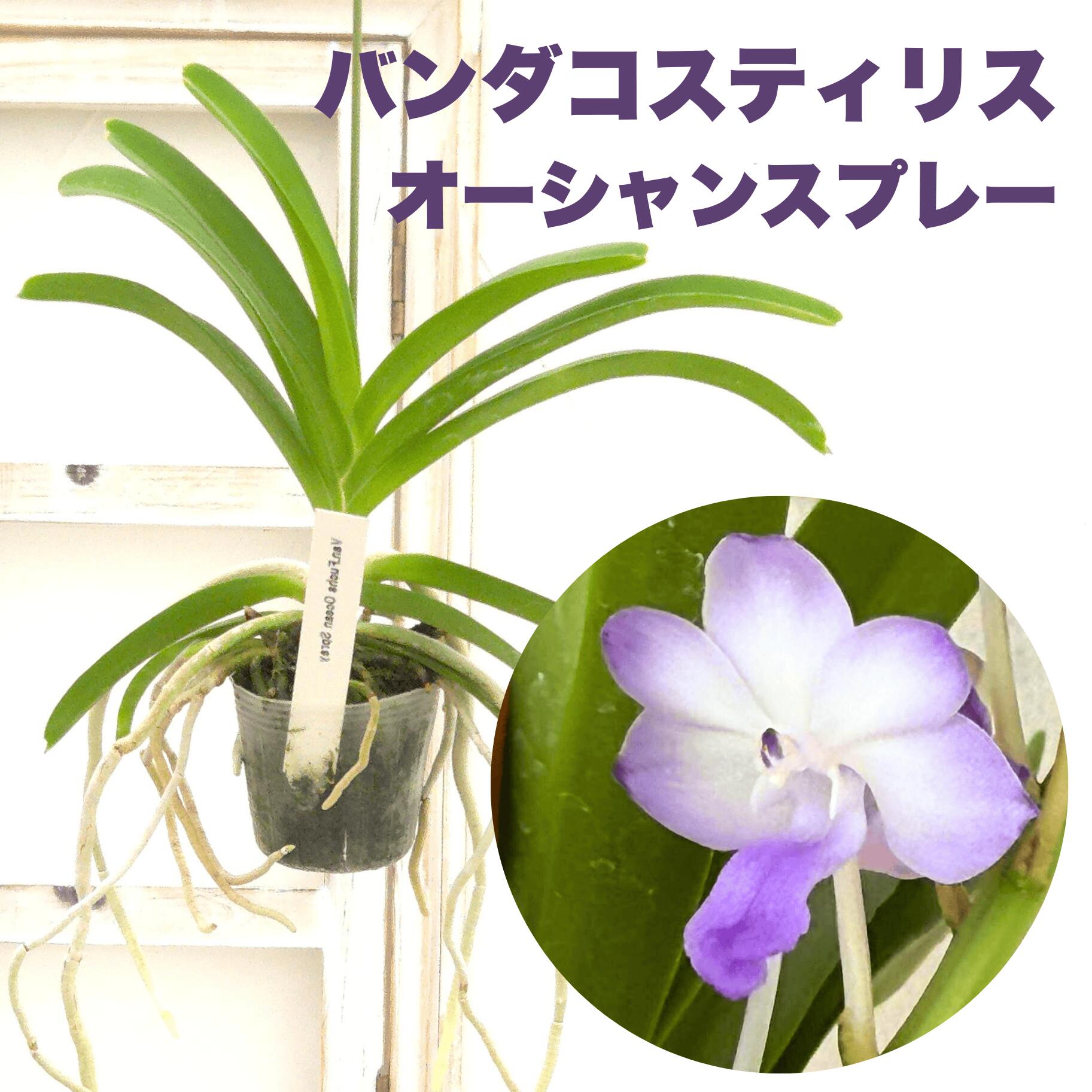 楽天市場】洋ランの苗 パフィオペディラム『パフィオ