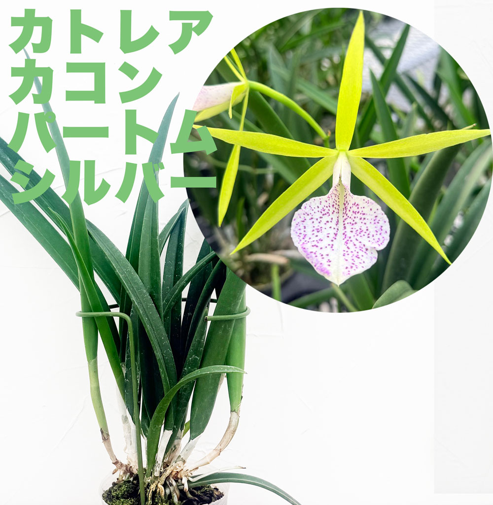 楽天市場】洋ランの苗『ミディカトレア「ドロシーオカ」【花咲く苗