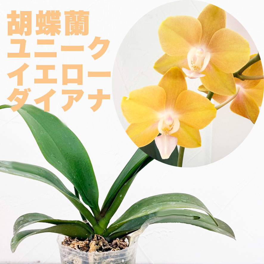 楽天市場】ナゴラン 縞と無地葉 2個セット n003一点物 現品販売古典