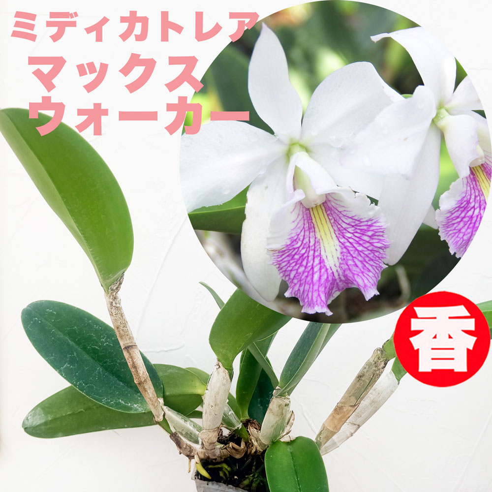 楽天市場】洋ランの苗『ミニカトレア ミニ ソング【花咲く苗セット