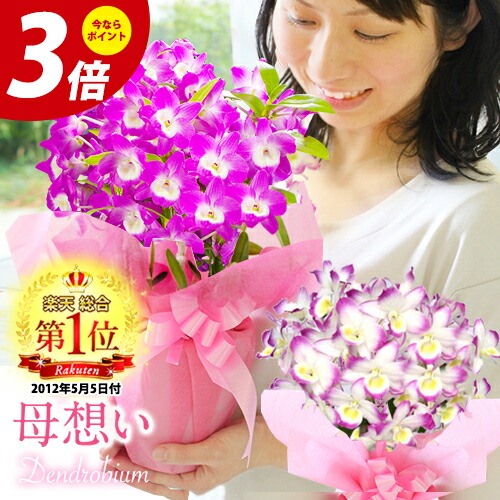 楽天市場 母の日ギフト21 選べる2種の デンドロビューム 母想い 贈 花言葉 思いやり 年5月7日 楽天総合デイリーランキング１位の母の日プレゼントデンドロビウム 母の日 鉢植え鉢花 母 森水木のラン屋さん