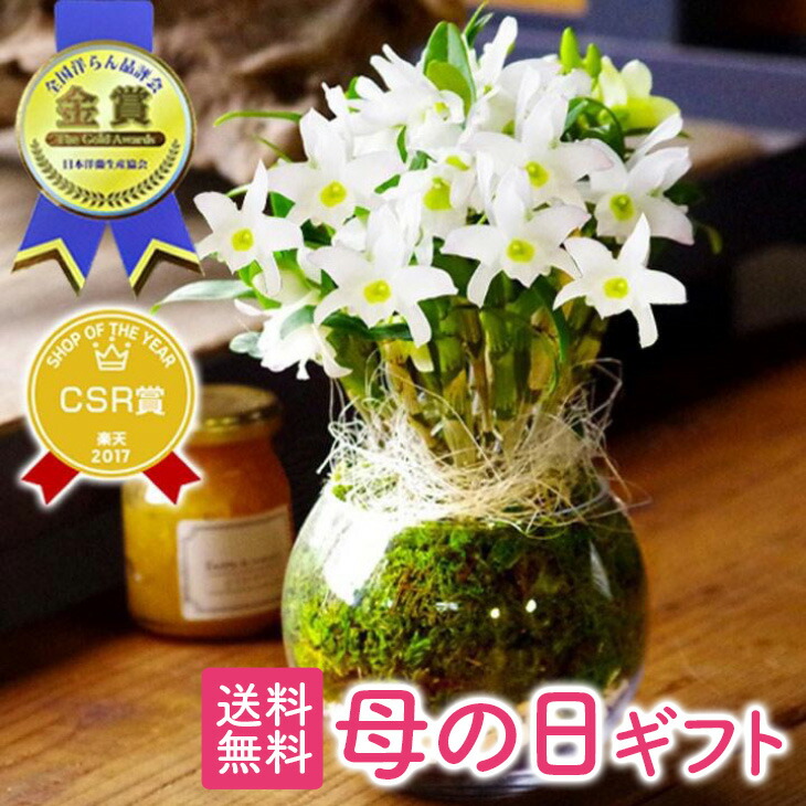 卓上ミニ胡蝶蘭ギフト『洋蘭「雪の華」ガラス鉢仕立て』エンジェルベイビー’グリーン愛’