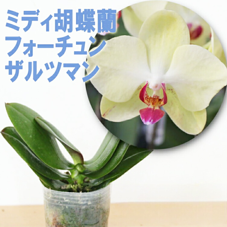 洋蘭　胡蝶蘭　ミディ胡蝶蘭　ファレノプシス　こちょうらん　洋らん　4育成株込み ファレノプシス 胡蝶蘭 ミディ胡蝶蘭 4種 こちょうらん 洋蘭 洋