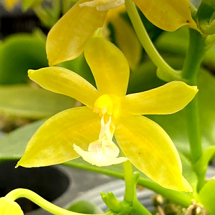 洋ランの苗 ミニ胡蝶蘭原種 マンニー アルバ 花咲く苗セット 花 結婚祝い セット 胡蝶蘭の育て方 花鉢 コチョウラン洋ラン栽培セット 育て方 説明書付き 胡蝶蘭