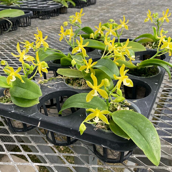 洋ランの苗 ミニ胡蝶蘭原種 マンニー アルバ 花咲く苗セット 花 結婚祝い セット 胡蝶蘭の育て方 花鉢 コチョウラン洋ラン栽培セット 育て方 説明書付き 胡蝶蘭