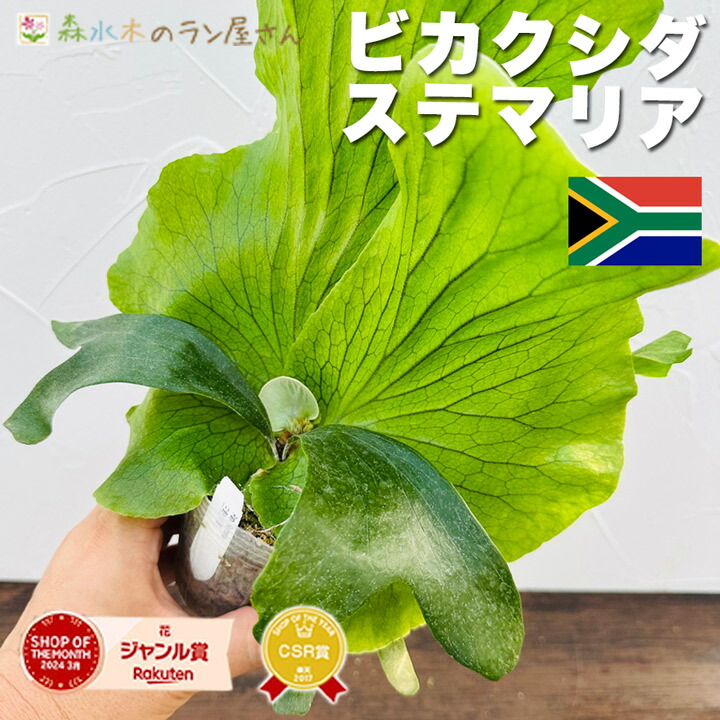 楽天市場】『ビカクシダ（コウモリラン）ウィリンキー』Platycerium willinckii 3号水苔ポット鉢 板付け 育てやすい 初心者向け 苗 セット : 森水木のラン屋さん